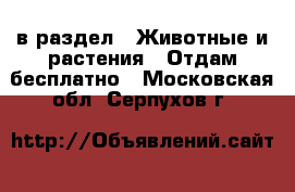  в раздел : Животные и растения » Отдам бесплатно . Московская обл.,Серпухов г.